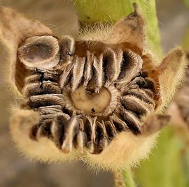   Fruit:   Alcea rosea , opened dried fruit showing mericarps; Photo by F. Vincentz, wikimedia commons
